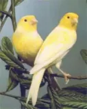 kanaries